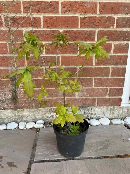 Photo of free Hope grown trees (Barnham Broom NR9) #3