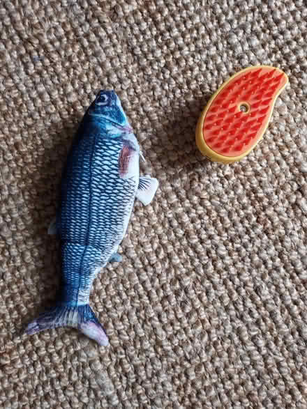 Photo of free Cat toy for lazy humans (+ bonus) (Staple Hill BS16) #1