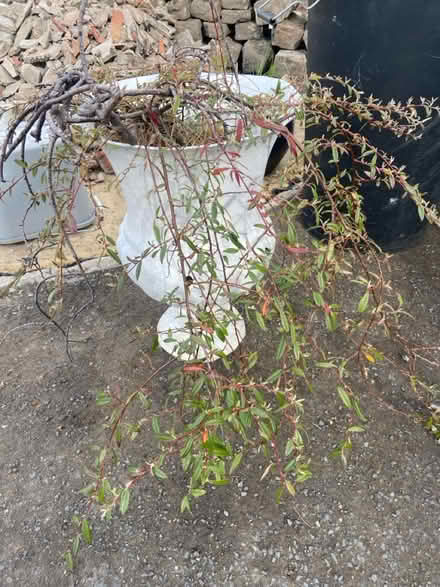 Photo of free Urn and plant (Hopgrove lane north yor32 9TF) #1
