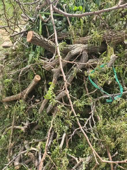 Photo of free Fireplace Woods (Manchester Hulme M15) #2