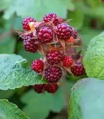 Photo of free Japanese wineberry (City Centre NR3) #1