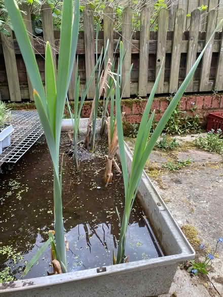 Photo of free Yellow pond Iris (Great Kingshill HP15) #1