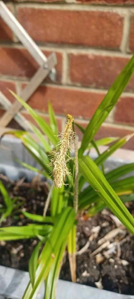 Photo of free Weeping Sedge Plants (CT15) #1