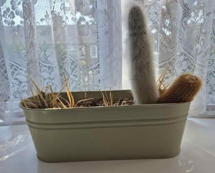 Photo of free Pot of cactus (Little Harrowden NN9) #1
