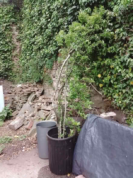 Photo of free Pyracanthus shrub (Brincliffe S11) #2