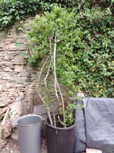 Photo of free Pyracanthus shrub (Brincliffe S11) #1