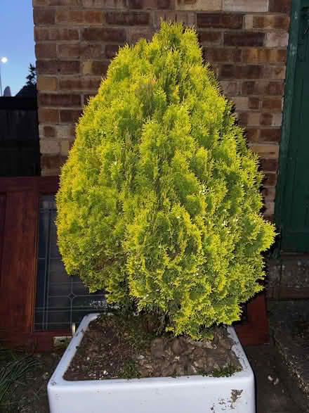 Photo of free Shrub - small fir - sink not included (Warners End HP1) #2