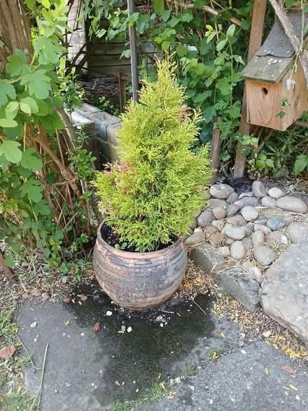 Photo of free Small conifer? type plant (Parkhead EH11) #1