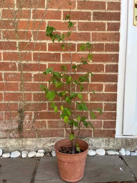 Photo of free Hope grown trees (Barnham Broom NR9) #1