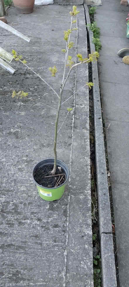 Photo of free Small oak tree in pot (Dearnley OL15) #1