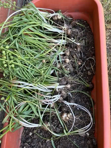Photo of free Grape hyacinth bulbs (Barnham Broom NR9) #1