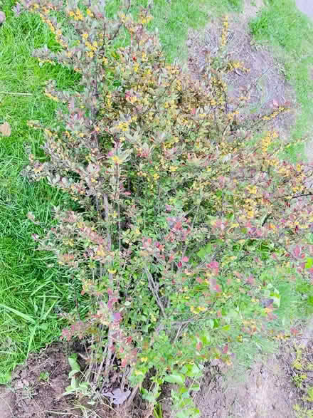 Photo of Bushes (Romulus, mi) #3