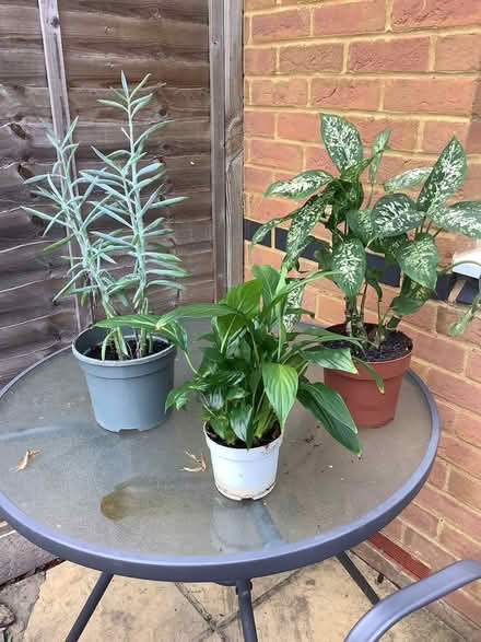 Photo of free 3 houseplants (Oakridge RG21) #1