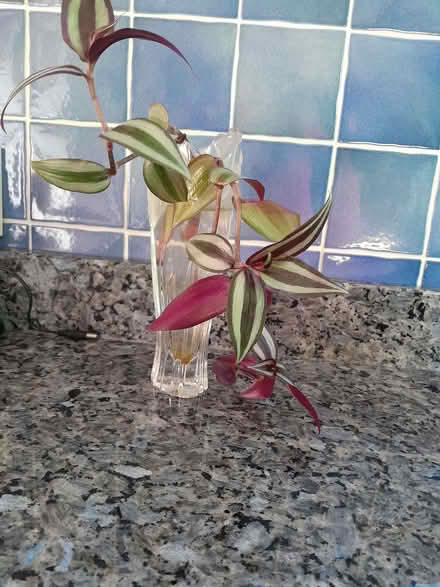 Photo of free Tradescantia cuttings (Barnard's Green WR14) #1