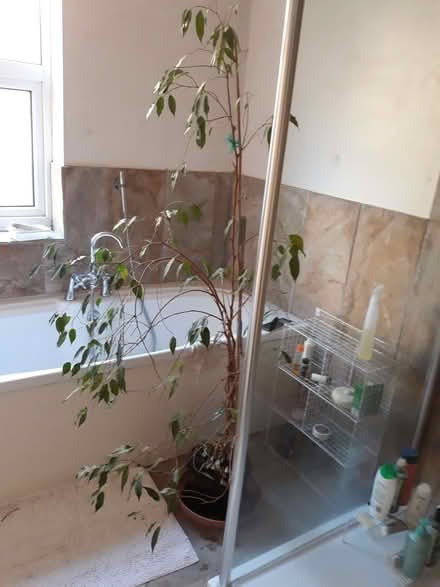 Photo of free Weeping fig house plant needs a home & TLC (Hanover BN2) #2