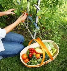 Photo of Vegetable plants (Woodhouse S13) #1