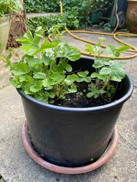 Photo of free Wild Strawberries and Campanular (Great Kingshill HP15) #1
