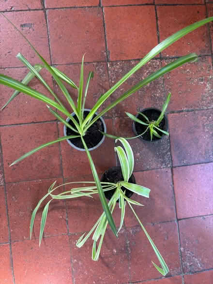Photo of free Three spider plants (Allerton L18) #1