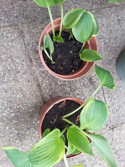 Photo of free Hosta plant (HP13 near railway station) #1