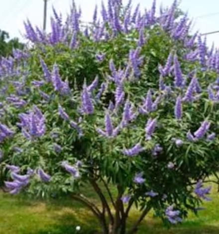 Photo of free Trees (San Bernardino. May 10) (Baker Family Learning Center) #3