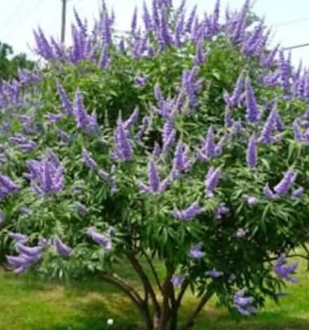 Photo of free Trees (San Bernardino. May 10) (Baker Family Learning Center) #3