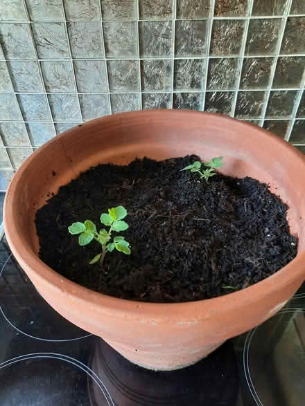 Photo of free 2 seedling tomatoes (Morden SM4) #2