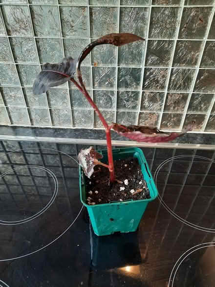 Photo of free Cutting of Persicaria Red Dragon (Morden SM4) #2