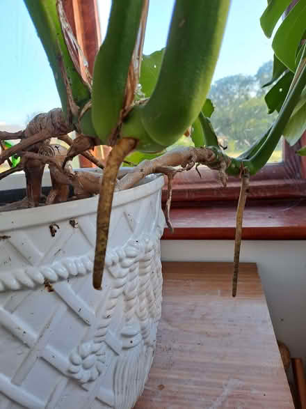 Photo of free Cheese plant - mature (Pentre Berw LL60) #1