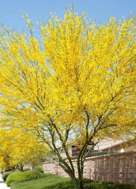 Photo of free Trees (San Bernardino. May 10) (Baker Family Learning Center) #4