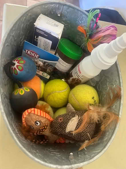 Photo of free Cat+ dog things (Dun Laoghaire) #1