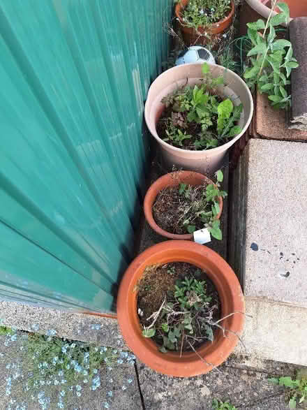 Photo of free Garden items - mostly one lot (Leckhampton GL53) #1