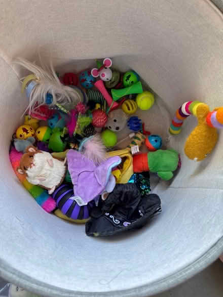 Photo of free Cat toys (Monta Vista) #1