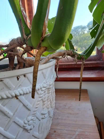 Photo of free Cheese plant - mature (Pentre Berw LL60) #1