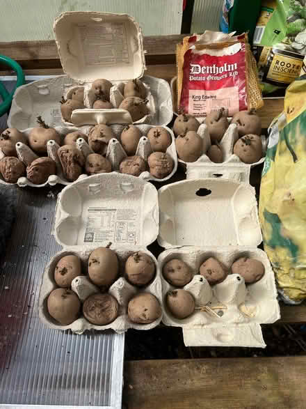 Photo of free Seed potatoes (Cambusbarron FK7) #1