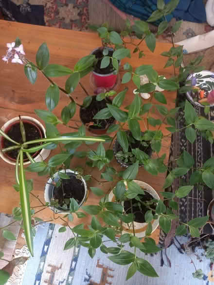 Photo of free House plants (AB24) #1