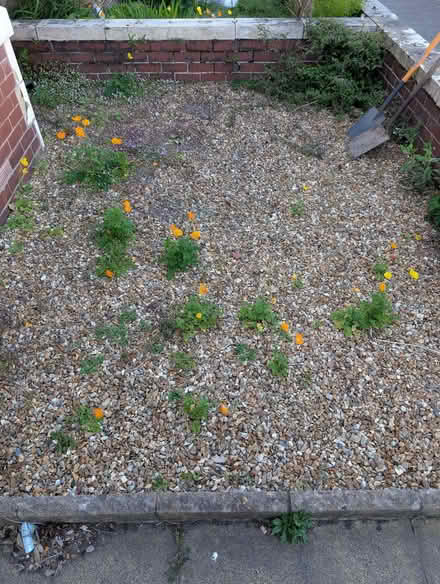 Photo of free Brown decorative garden stones (West End LA3) #2
