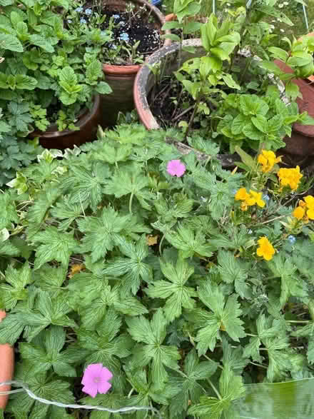 Photo of free Pink hardy geranium (Hampden Park BN22) #1
