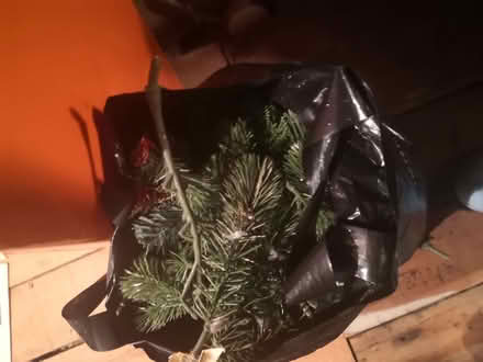 Photo of free Bag of Christmas tree branches (Burneside LA9) #1