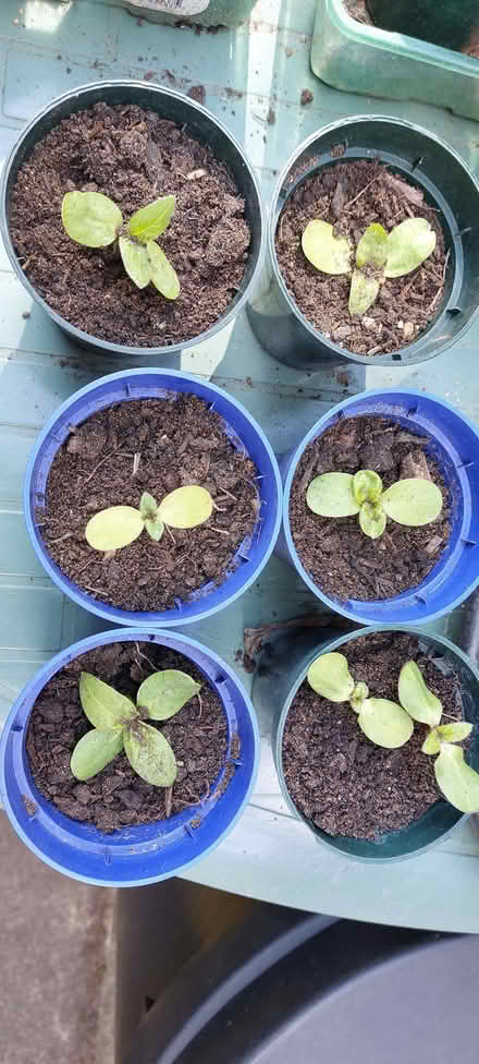 Photo of free Tall sunflower plants on offer (Hillingdon UB10) #1