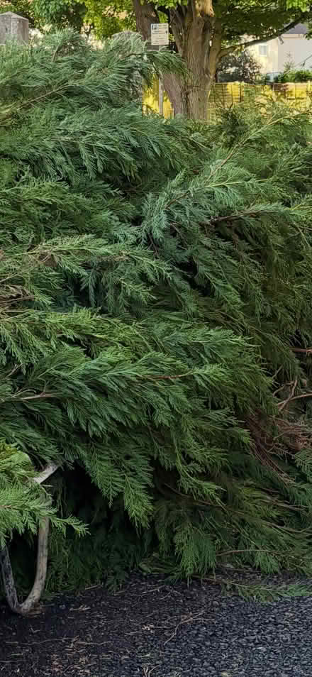 Photo of free Conifer trimmings (Hereford HR1) #1
