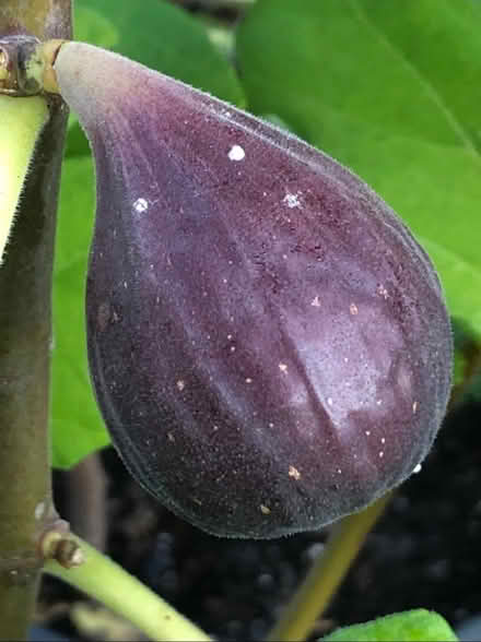Photo of Fig tree.or a cutting (Mississauga Ontario Canada) #1