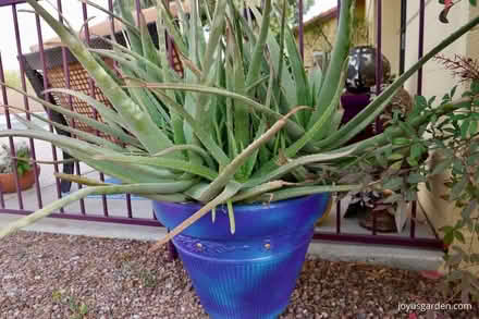 Photo of Large aloe vera plants (Erith DA17) #1