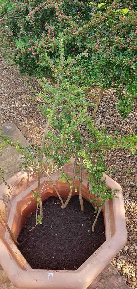Photo of free Shrub/Hedge plant (Little Addington NN14) #1