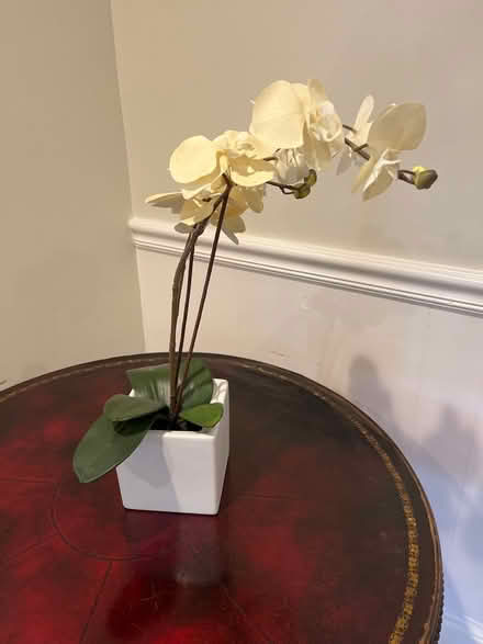 Photo of free Fake orchid (McLean) #1