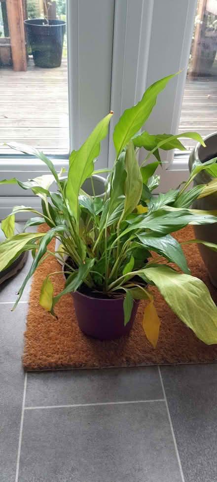 Photo of free Small peace lily (CO11) #1