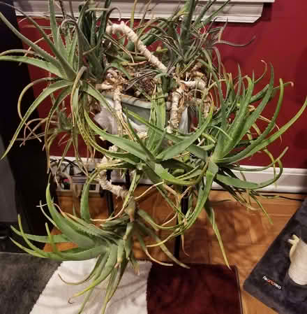 Photo of Large aloe vera plants (Erith DA17) #2