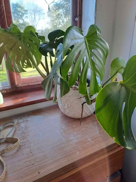 Photo of free Cheese plant - mature (Pentre Berw LL60) #2