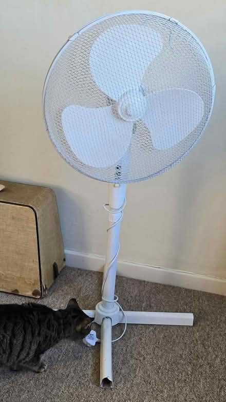 Photo of free Fan (Ramsey) #1