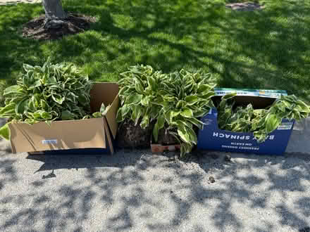 Photo of free Healthy Variegated Leaf Hostas (SW DG (Boughton and Woodward)) #1