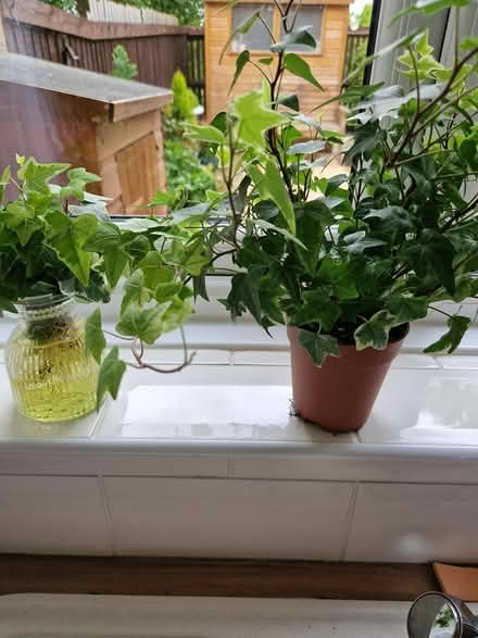 Photo of free Ivy plants (Baldock, Clothall Common SG7) #1